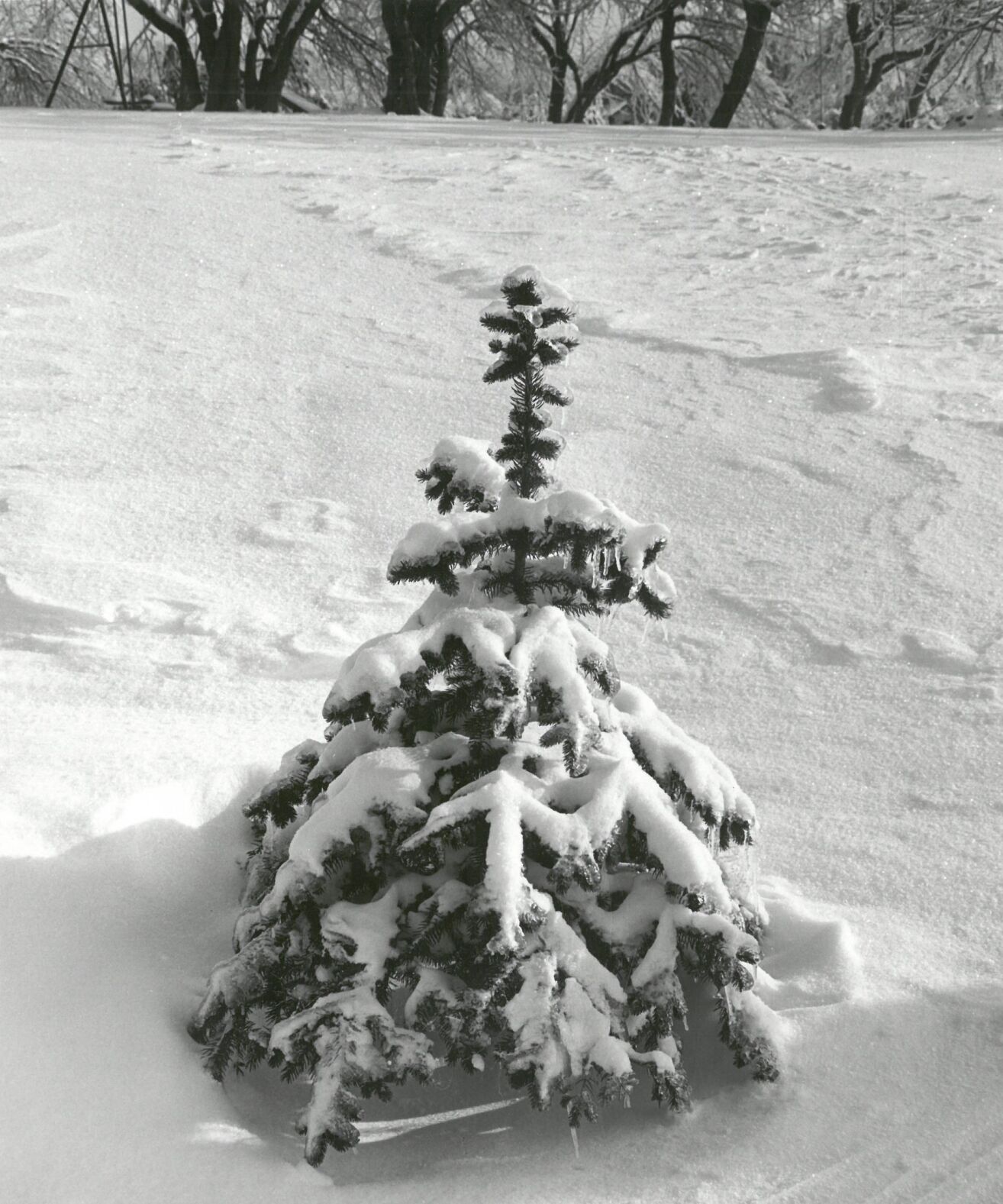 Snow on a small tree